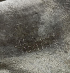 Boite de vitesses RENAULT CLIO 1 Photo n°7