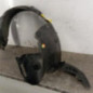 Pare boue avant gauche RENAULT CLIO 2
